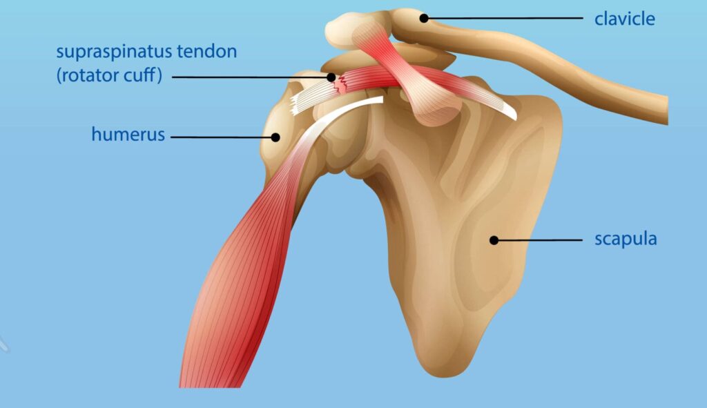 Shoulder anatomy